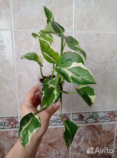 Сциндапсусы, клерадендрум