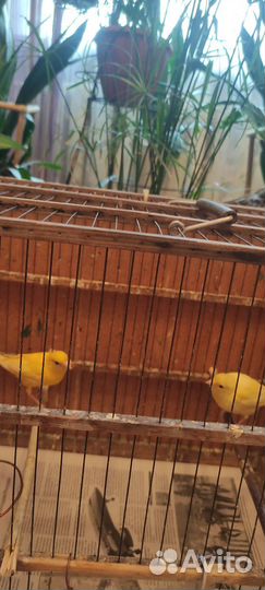 Кенара и канарейки