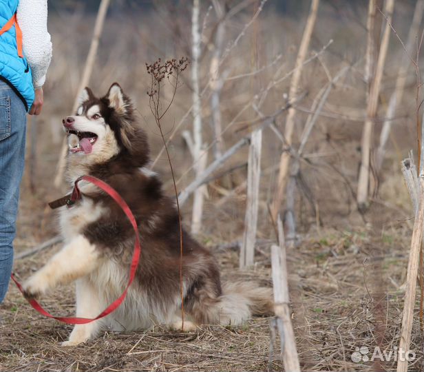 Хаски Янатрь ищет дом