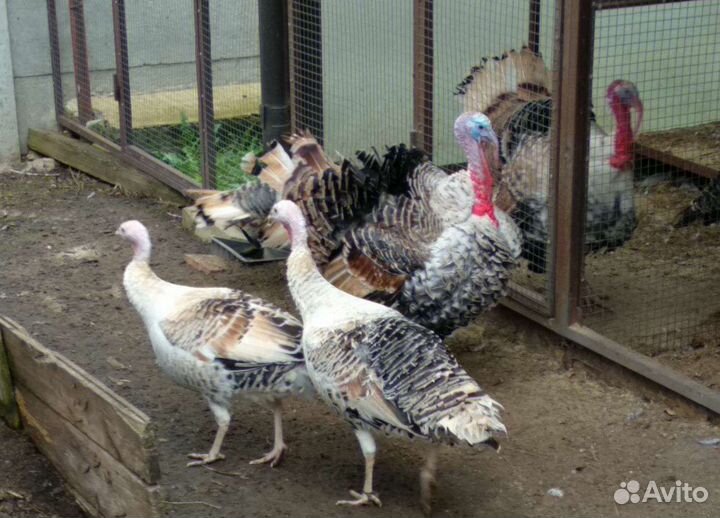 Яйцо домашние индюшки для инкубации