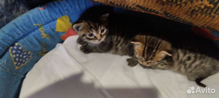 Бенгальская кошка