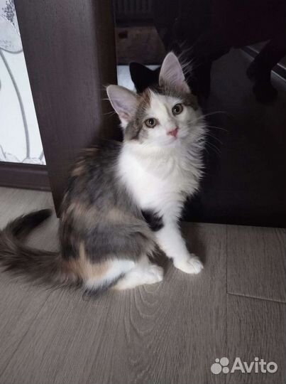 Девочка 5 мес в добрые руки