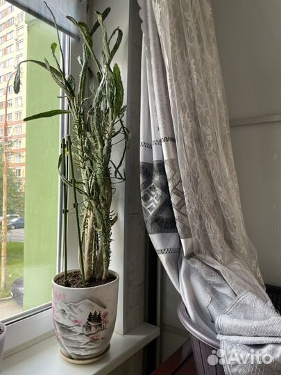 Кактус большой