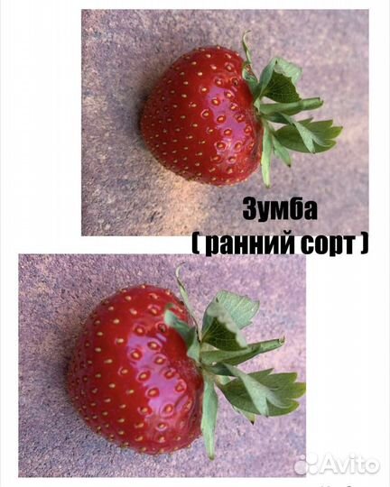 Рассада Клубники