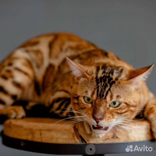 Бенгальский кот