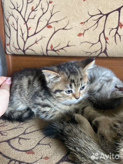 Кошка в дар бесплатно