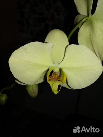 Орхидеи из личной коллекции