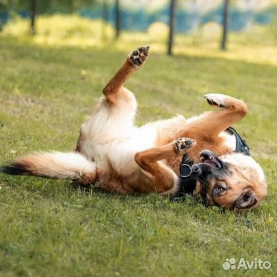 Собака в добрые руки