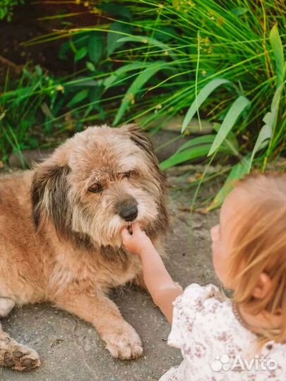 Добрый пёс в добрые руки