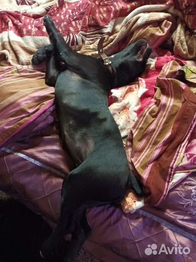 Собака Кане - Корсо