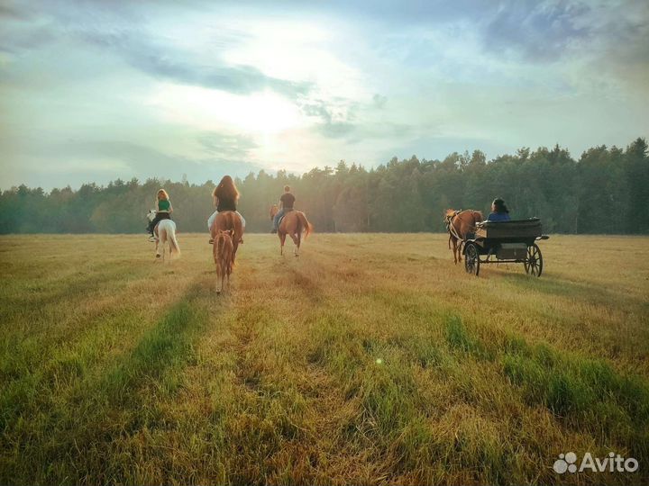 Конные прогулки Одинцово