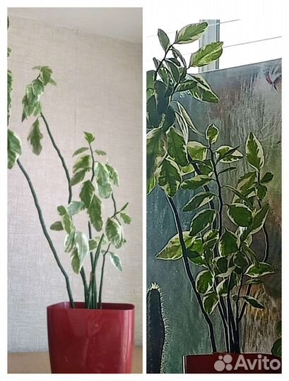 Комнатные цветы педилантус
