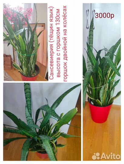 Комнатные цветы.Аглаонема аспарагус