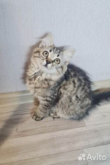 Котёнок девочка 2 месяца