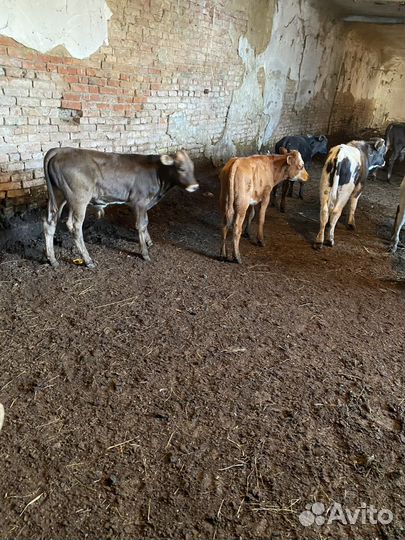 Бычки и телки