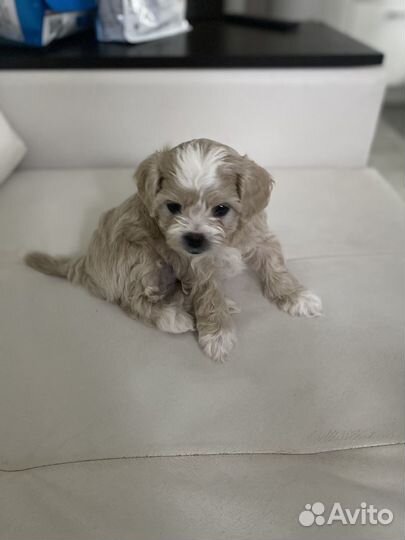 Мальтипу девочка