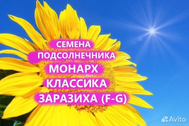 Семена подсолнечника Монарх Классический Гибриды