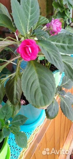 Продам цветы домашние