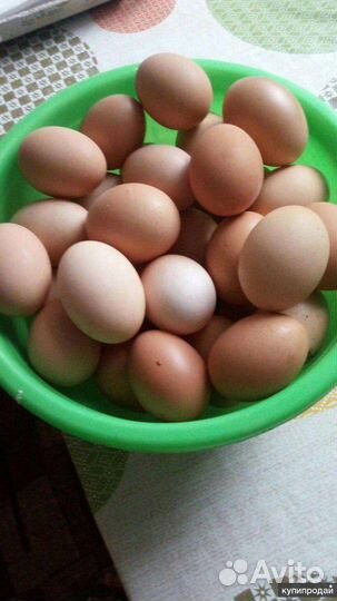 Инкубационное яйцо