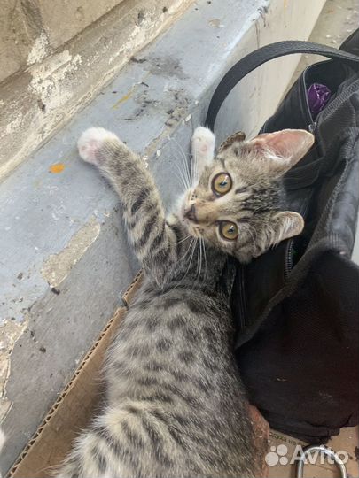 Кошка в дар