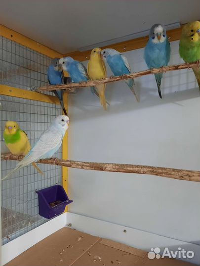 Волнистый попугай