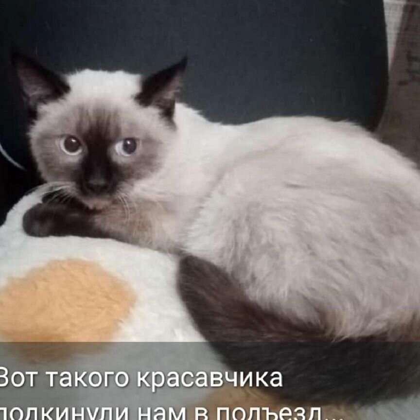 Сиамский котенок