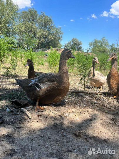 Руанская утка