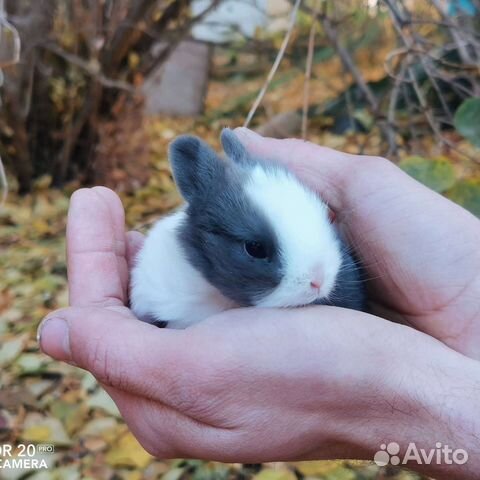 Волжский кролик