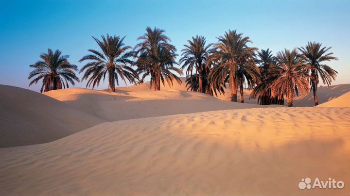 Путевка в Tunis на 7 дней