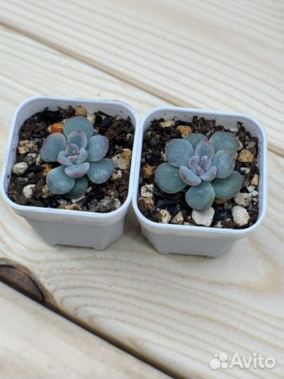 Суккуленты 3