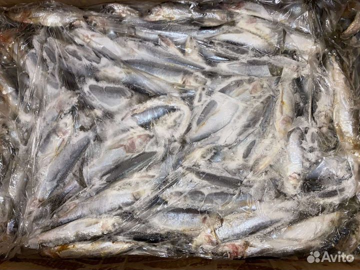 Рыба свежемороженая горбуша