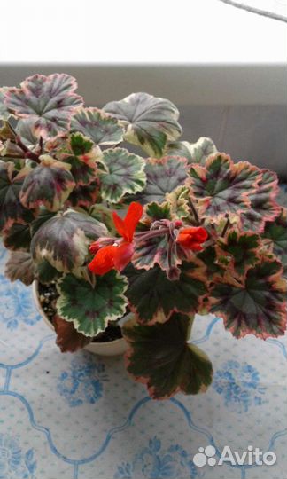 Пеларгонии сортовые пестролистные