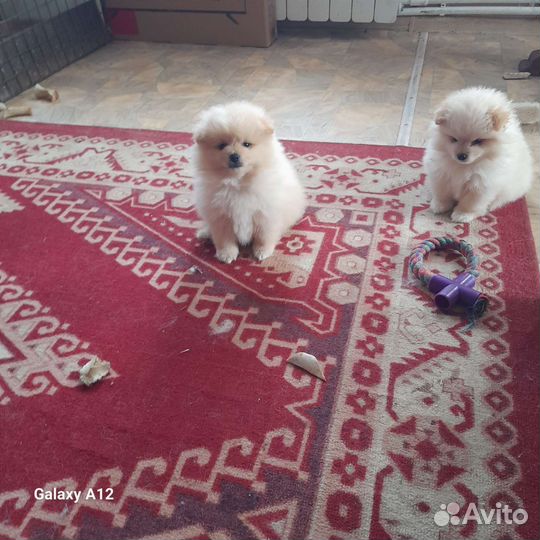 Щенки шпица