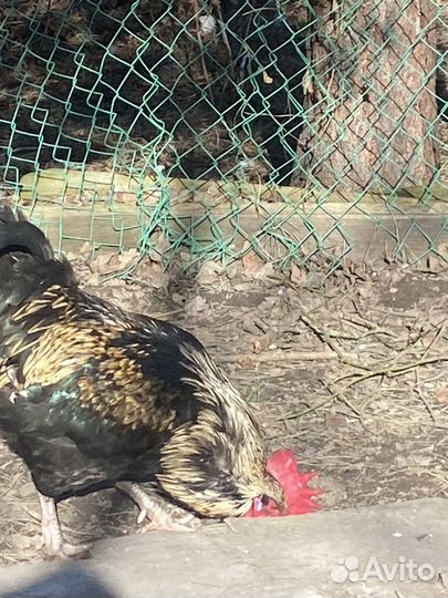 Петух породистый