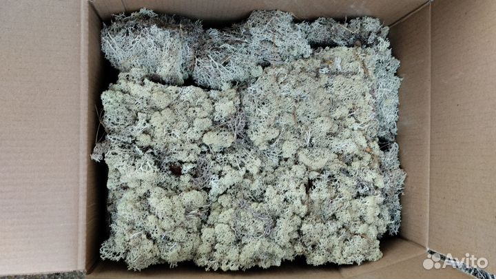 Мох Ягель живой