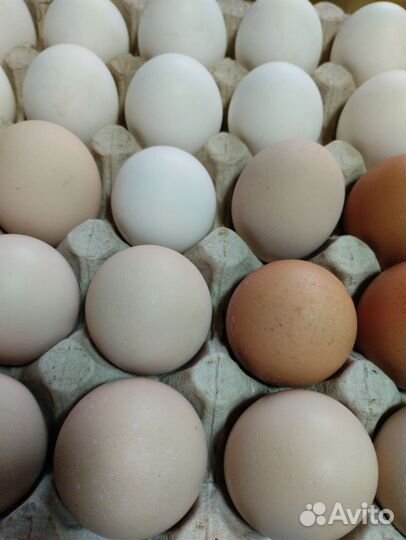 Домашние куриные яйца