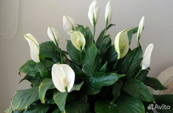 Спатифиллум