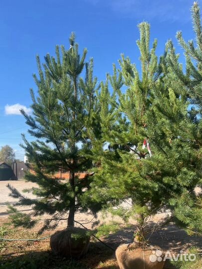 Ели и сосны из питомника