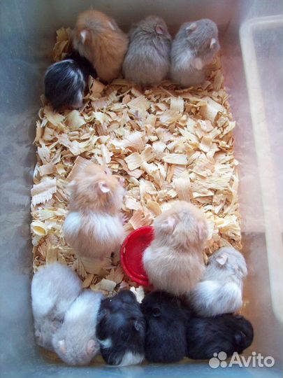 Ручные сирийские и ангорские хомячки хомяки