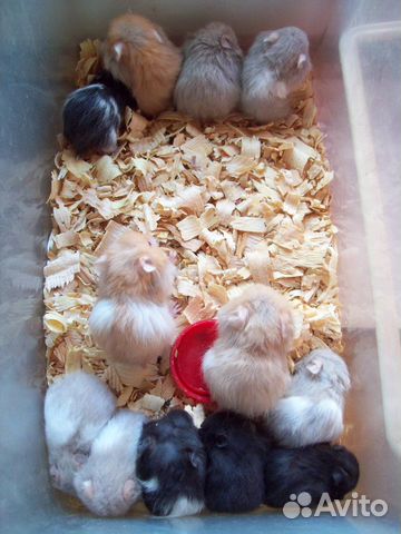 Ручные сирийские и ангорские хомячки хомяки