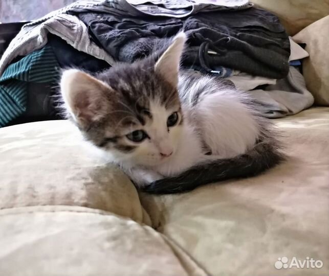 Кошка и два кота