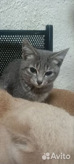 Девочка 5 мес