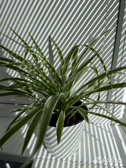 Хлорофитум пестролистный, детки