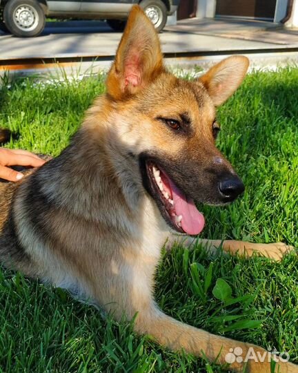 Метис овчарки маленькая Лора с переломом бедра