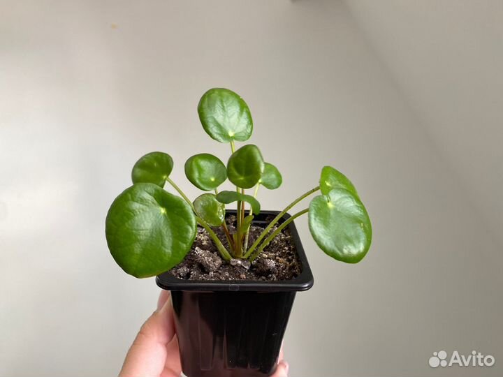 Пилея пеперомиевидная