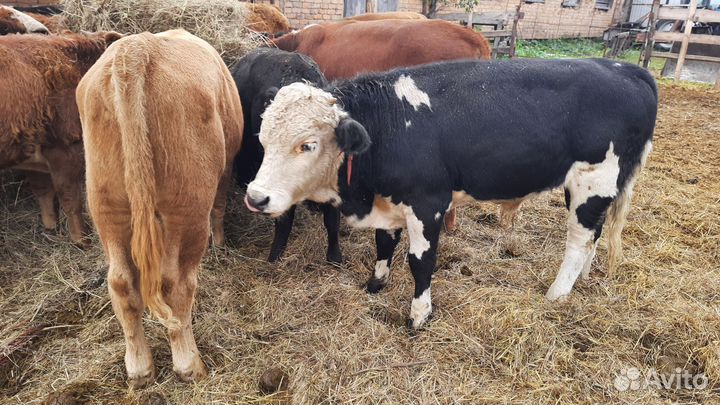 Чистые сементалы герефорды