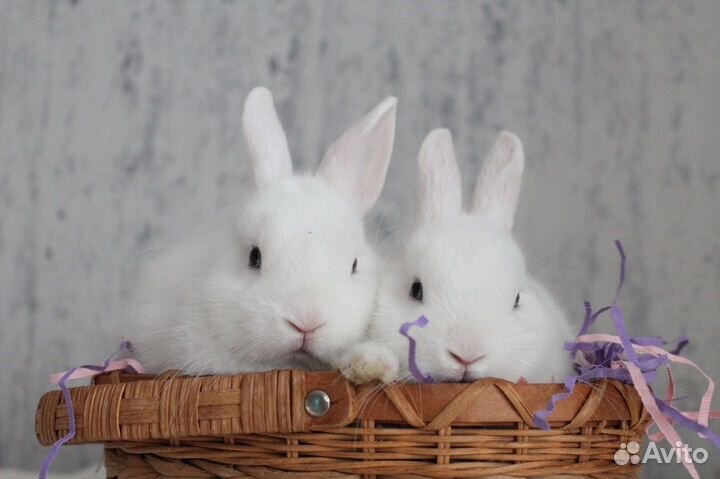 Кролик гермелин мальчик