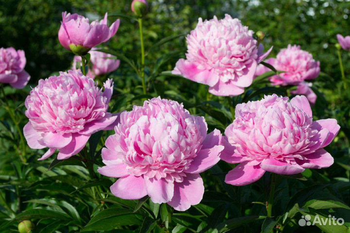 Пион розовый многолетний