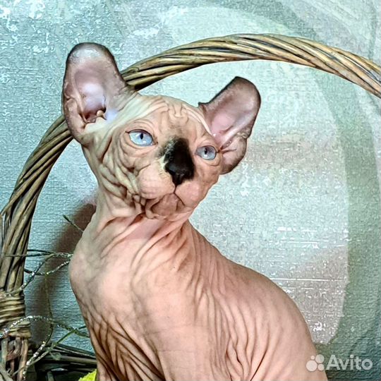 Эльф Канадский сфинкс котенок девочка
