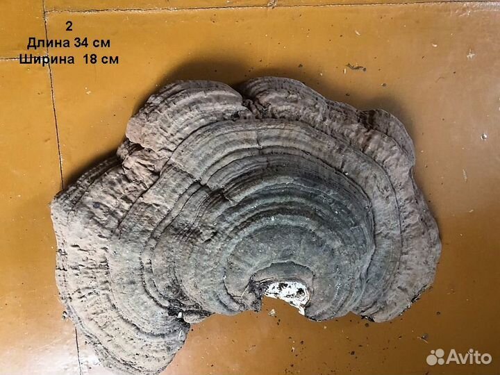 Грибы трутовики